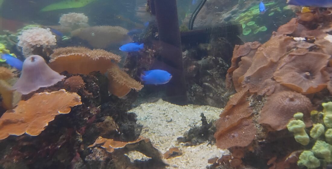 Year 8 Learners Dive into Learning at Bournemouth Oceanarium