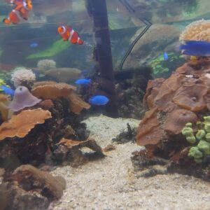 Year 8 Learners Dive into Learning at Bournemouth Oceanarium