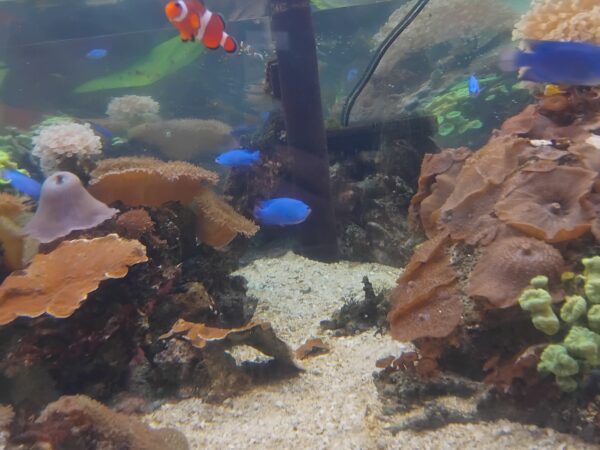 Year 8 Learners Dive into Learning at Bournemouth Oceanarium